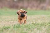 TOSA INU 139